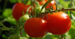 Balkongemüse Tomaten