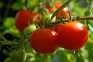 Balkongemüse Tomaten